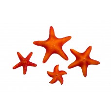 Starfish B