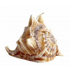 Shell Giant